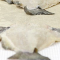 Pele de peixe já serve para forrar móveis ou fazer sapatos