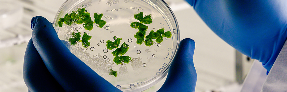 Ensaios microbiologicos e biodegradibilidade 